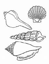Conchas Seashell Vongola Seashells Molluschi Getcolorings Printmania sketch template