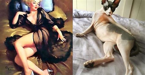 Cats That Look Like Pin Up Girls Album On Imgur