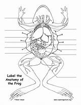 Frog Labeling Diagram Dissection Anatomy Printing Resolution Pdf High Exploringnature sketch template