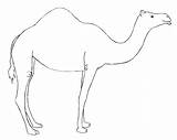 Camel Drawing Draw Dromedary Easy Outline Animals Desert Pencil Drawings Line Camels Simple Coloring Small Sketches Printable Tail Drawcentral Faces sketch template