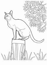 Coloring Pages Cat Cats Da Colorare Disegni Gatti Per Adult Animal Ragazzi Adulti Colouring Teens Colorkid Gif Colorat Desene Color sketch template