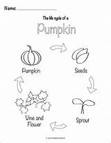 Cycle Pumpkin Life Activities Subject sketch template