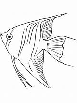 Coloring Angelfish Fish Queen Recommended Coloringbay Designlooter sketch template