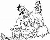 Hen Chicks Coloring Pages Hens Chickens Chicken Colouring Printable Color Colour Nest Wings Under Chooks Her Comments Popular Coloringhome Getdrawings sketch template