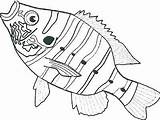 Coloring Fish Pages Bass Snapper Double Printable Kids Animal Colouring Color Books Getdrawings Getcolorings Book sketch template