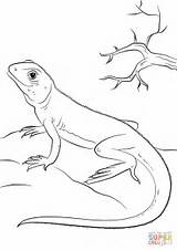 Lizard Coloring Pages Lizzard Printable Lizards Search Animals Gecko sketch template