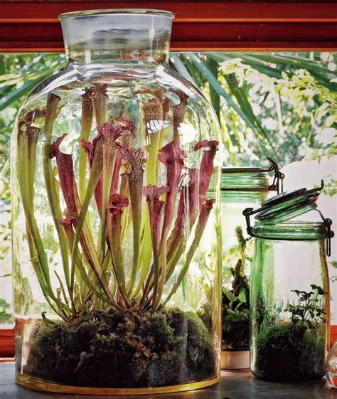 7 Carnivorous Plants From 2 That Are Easy To Take Care Of For Those