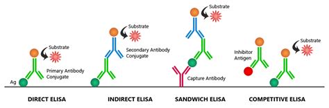 elisa test   primary antibodies secondary antibodies