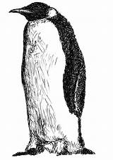 Penguin Drawing Emperor Line Drawings Paintingvalley sketch template