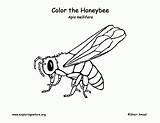 Realistic Bees Honeybee sketch template
