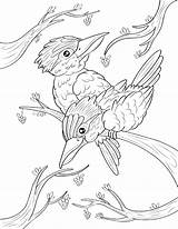 Kookaburra Coloring Pages Printable Kids Bird Animal Museprintables Drawing Choose Board Template sketch template