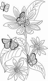Coloring Pages Adults Printable Flower Adult Pansy Abstract Marigold Colouring Fairies Sketch Flowers Butterflies Line Print Prints Color Sheets Book sketch template
