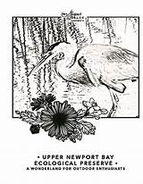 Newport Beach Coloring Pages Conservancy Cove Crystal Courtesy sketch template