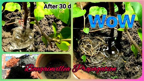 bougainvillea propagation  water  gardening tips  treats