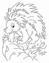 Coloring Porcupine Pages Clipart Library Balancing sketch template