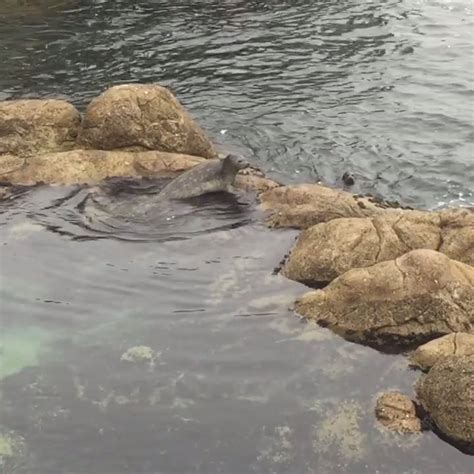 Monterey Bay Aquarium Harbor Seals In Our Great Tide