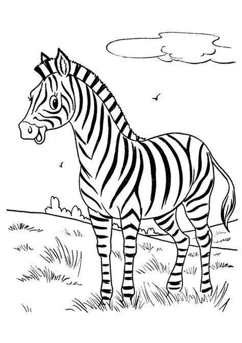 cute baby zebra coloring page  printable coloring pages  kids