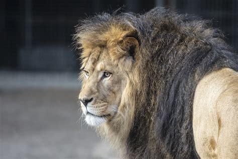 leeuwen en tijgers opgehaald uit oekraine en opgevangen op landgoed hoenderdaell alkmaar