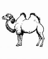 Camel Colorat Desene Planse Salbatice Animale Camile Educative Trafic sketch template