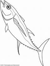Tuna Drawing Coloring Fish Mahi Line Drawings Pages Google Colouring Yellowfin Kids Template Search Getdrawings Choose Board Lightupyourbrain 46kb 720px sketch template