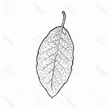 Tobacco Leaf Drawing Leaves Paintingvalley sketch template