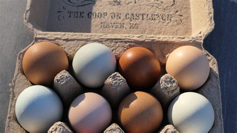 Heritage Chicken Breeds Lay Colorful Eggs And Are Available In Kansas