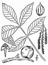 Pnd Lvd Namethatplant Usda Nrcs Database Plants 1913 Britton Brown sketch template