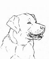 Labrador Coloring Lab Retriever Pages Drawing Dog Line Yellow Printable Deviantart Puppies Color Getdrawings Print Getcolorings sketch template