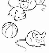 Coloring Pages Red Color Bichon Frise Pig Guinea Getcolorings Critters Getdrawings Popular sketch template
