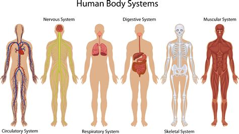 The Immune System Definition