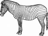 Zebra Coloring Pages Printable Color Colouring Coloring4free Kids Print Sheets Animals Last Adult Adults Marvelous Chance Exclusive Related Posts Albanysinsanity sketch template