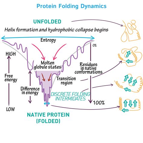 biochemistry glossary protein folding dynamics draw