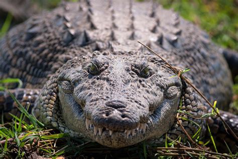whats  difference   alligator   crocodile   sun