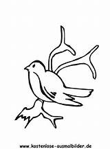 Schwalbe Ausmalbilder Ausmalbild Voegel Tiere Vögel Auszudrucken Klicke sketch template