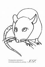 Rat Animals Coloring sketch template