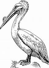Pelican Coloring Pages Clip Clker Large sketch template