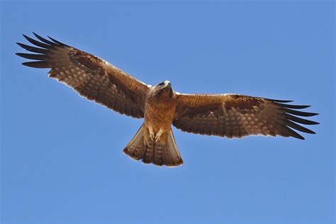 booted eagle gran alacant advertiser