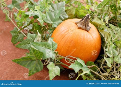 pumpkin  leaves stock photo image  cluster holiday
