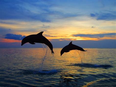 dolphin wallpaper bing images dolphinz pinterest sky beautiful
