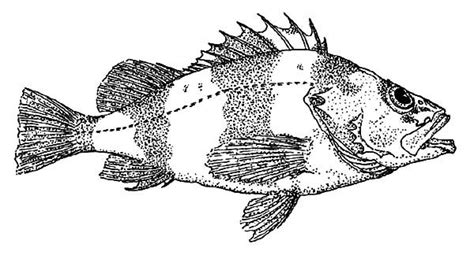 bass fish coloring pages  kids  place  color fish coloring