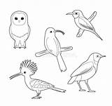 Book Afrikanischer Vettore Uccello Fumetto Africano Malbuch Karikatur Satz Hoopoe Starling Cormorant Tern Ape Mangiatore Albatross Egret Plover Ibis Stork sketch template