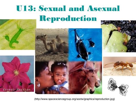 biology sexual and asexual reproduction