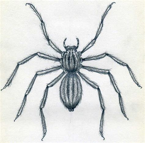 draw spider simple tutorial