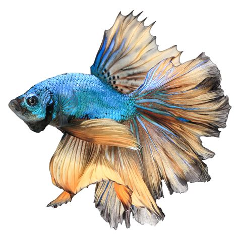 betta png free download png mart