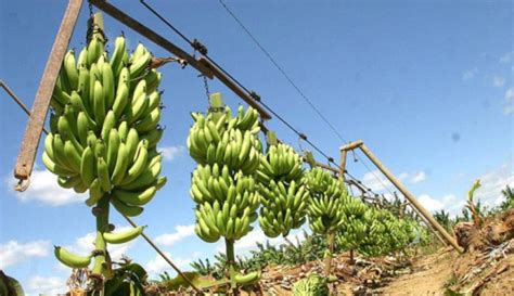 banano tecnologia  sensores remotos buscan revolucionar los cultivos de banano al campo