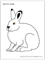 mammals hares arctic hare coloring pages patricia sinclairs coloring