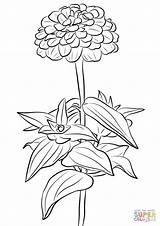 Zinnia Coloring Pages Drawing Flower Printable Elegant Supercoloring Zinni Getdrawings Drawings Color Getcolorings Categories sketch template