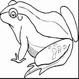 Coloring Pages Frog Realistic Clipartmag sketch template