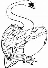 Swan Coloring Pages Swans Print Please Handout Below Click Popular Results Benscoloringpages Coloringpages sketch template