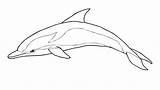 Golfinho Pages Dolphins Riscado Bottlenose Golfinhos sketch template